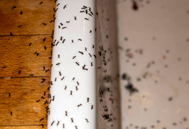 Trusted Cloverdale, IN Pest Control Experts