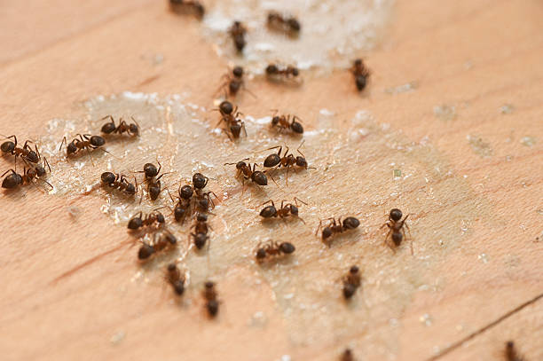 Best Affordable Pest Control Services  in Cloverdale, IN